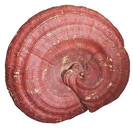 Bungie《马拉松》或将于2025年第一季度开启预购